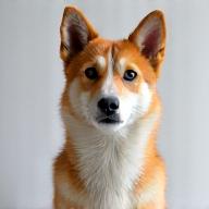 Photographie animalière